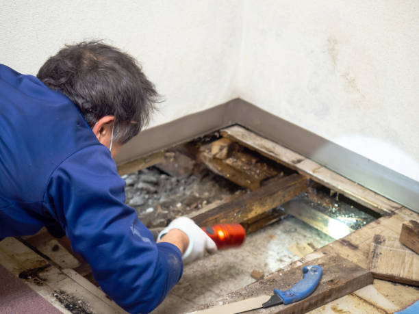 Best Certified Mold Removal  in Amite City, LA