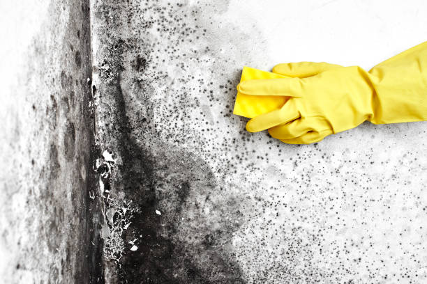 Certified Mold Removal in Amite City, LA