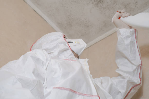 Best Fast Mold Removal  in Amite City, LA