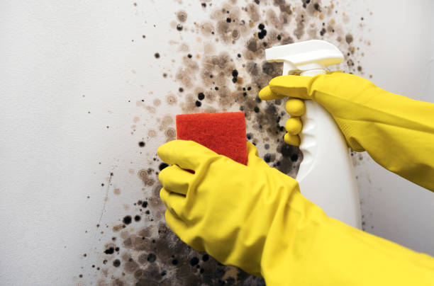 Best Professional Mold Removal  in Amite City, LA