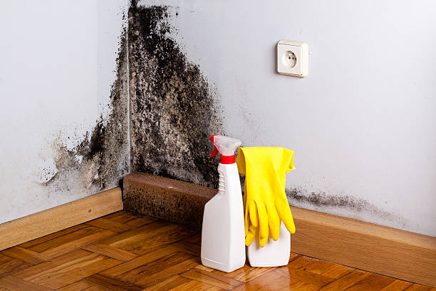 Best Commercial Mold Removal  in Amite City, LA